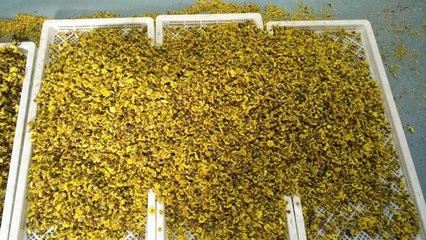 菊花干燥的带式干燥机工作原理