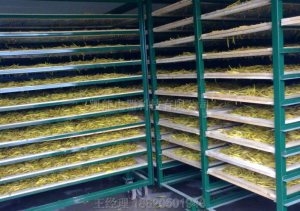 金银花烘干机小编谈金银花的烘干工艺