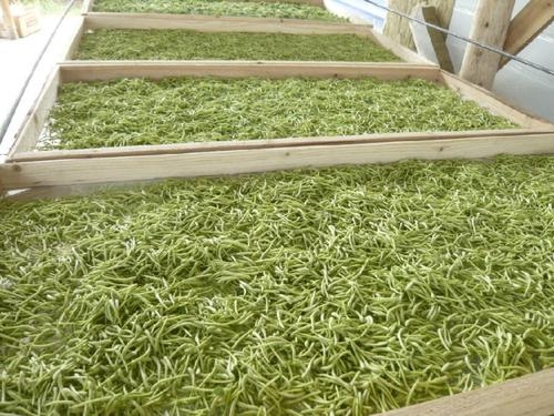 ​金银花烘干机厂家为你解析工业烘干机漏油现象的产生与防范