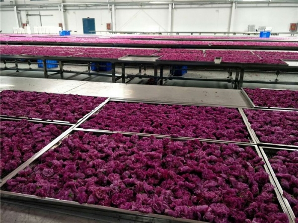 玫瑰花烘干设备