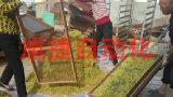 封丘金银花烘干现场